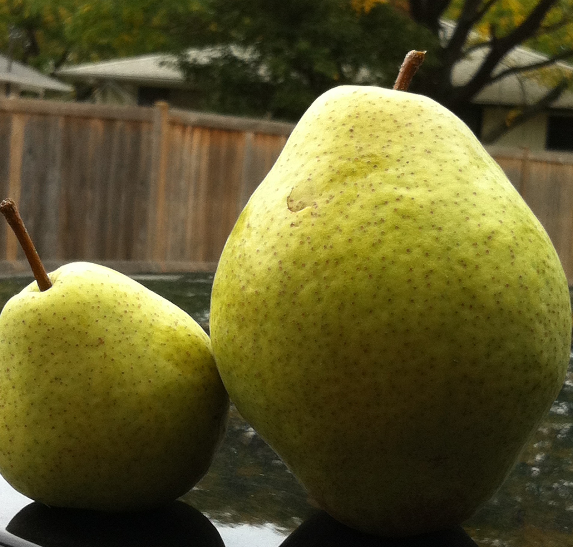 photo of a large and small Kieffer pear