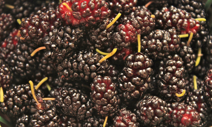 photo of mulberries