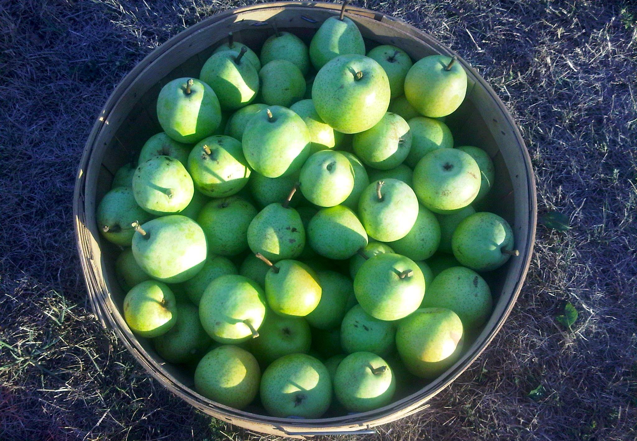 photo of a bushel of sugar pears